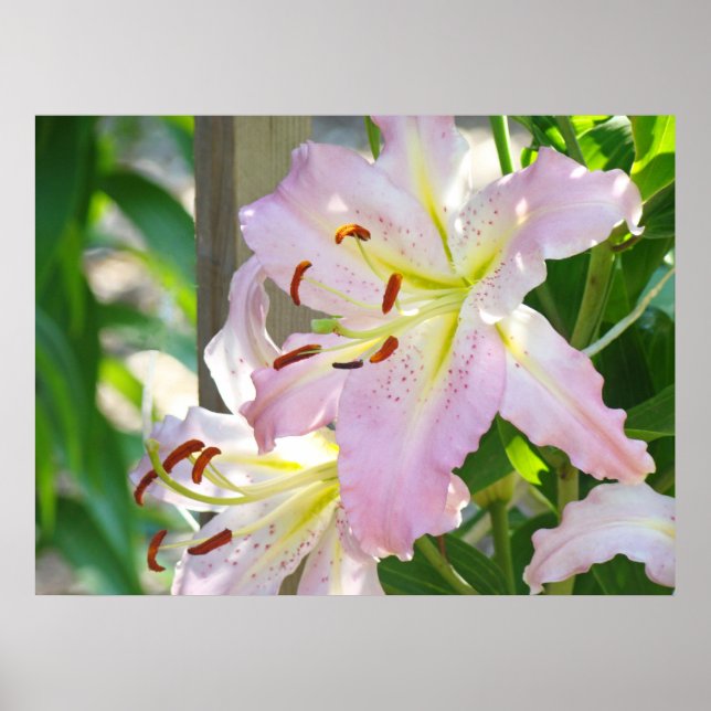 Blommig konsttryck anpassade Rosa Lilja Blommor Na Poster (Framsidan)