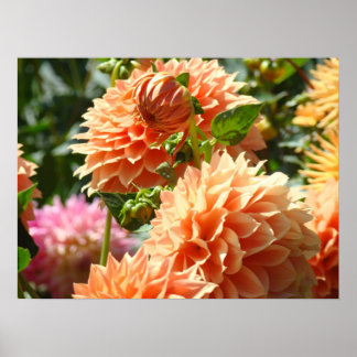Blommig konsttryck gåvor Orange Dahlia Blommor Poster