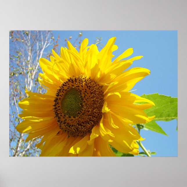 Blommig konsttryck i starka färger Gul Solros Poster (Framsidan)