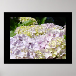 Blommig konsttryck Lavendel Hydrangea Blommor Poster