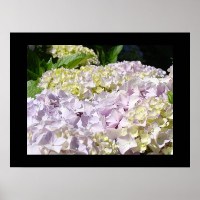 Blommig konsttryck Lavendel Hydrangea Blommor Poster (Framsidan)