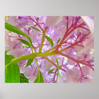 Blommig konsttryck Rosa hortensia Blomkonstverk Poster