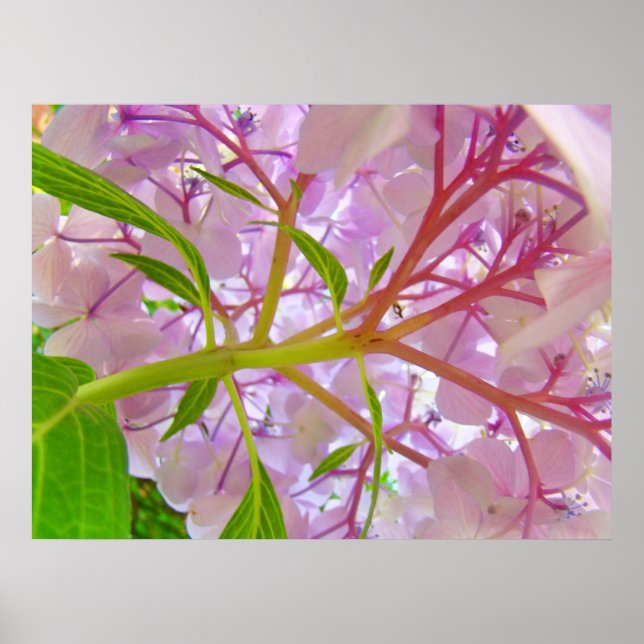 Blommig konsttryck Rosa hortensia Blomkonstverk Poster (Framsidan)