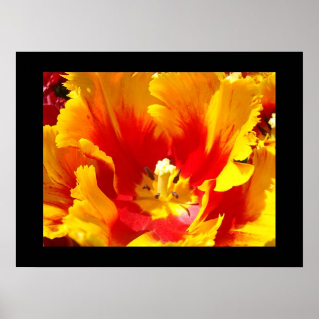 Blommig Natur Fina Konsttryck Gula Röda Tulpaner Poster (Framsidan)