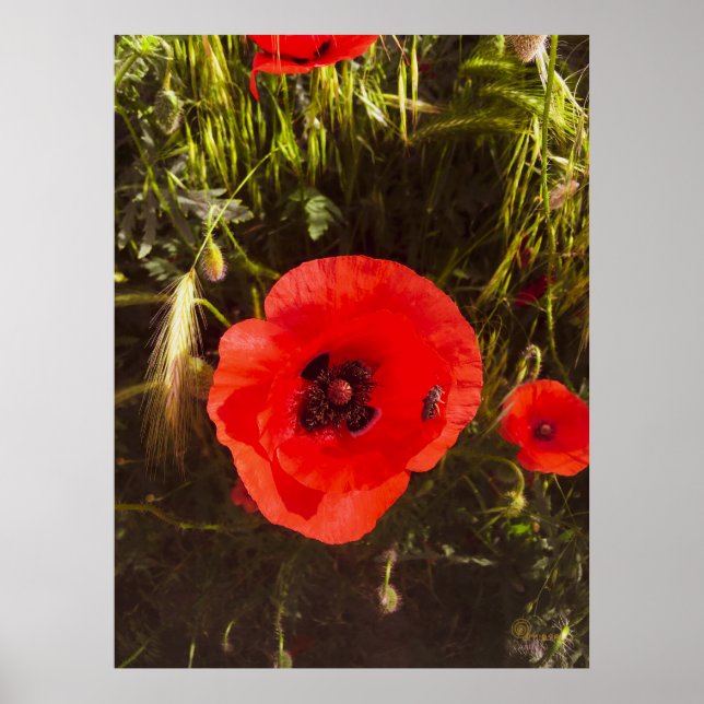 Blommig Vallmodrömmer – Botanisk Fantasykonst  Poster (Framsidan)