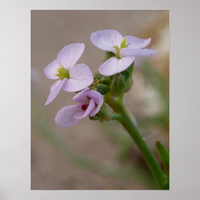 Blommiga Fotografiska Tryck (Framsidan)
