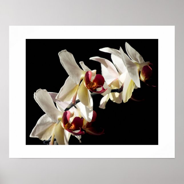 Blommiga höjdpunkter av vita Phalaenopsis-orkidéer Poster (Framsidan)