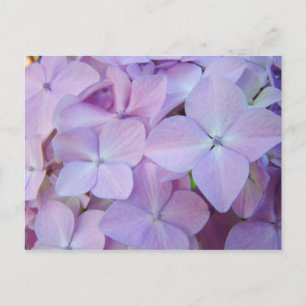 Blommiga vykort Lavendel Lila Hydrangea Blommor