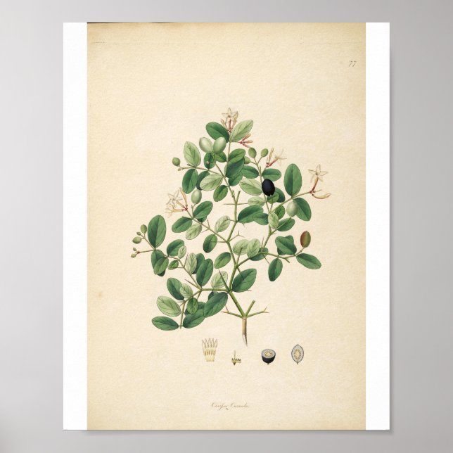 Blommigt av botaniska illustrationer i vintage poster (Framsidan)