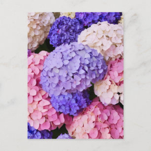 Blommigt av elegant Blue Hydrangea Vykort