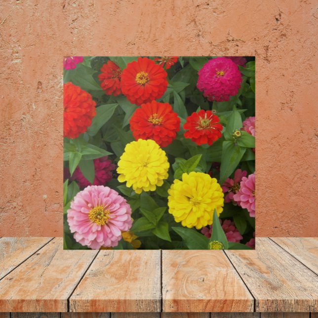 Blommigt av färgstarka Zinnia Flowers Kakelplatta (In Situ)