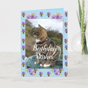 blommigt av kalkstam i tabby katt- kort