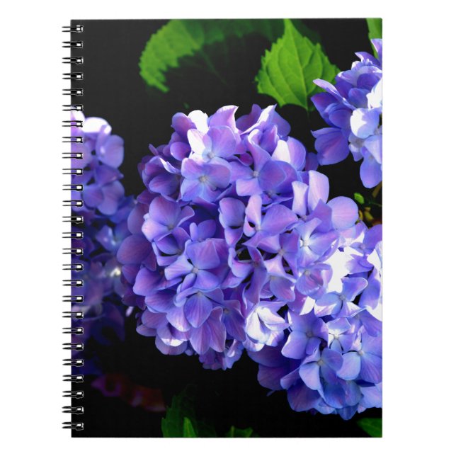 Blommigt av lila blåblomma, Periwinkle hydrangeas Anteckningsbok Med Spiral (Framsidan)