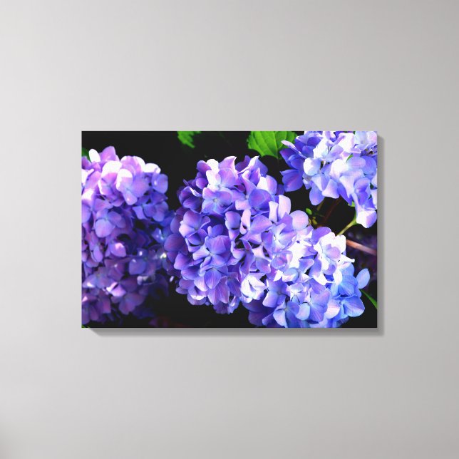 Blommigt av lila blåblomma, Periwinkle hydrangeas Canvastryck (Framsida)