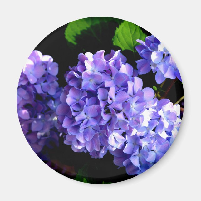 Blommigt av lila blåblomma, Periwinkle hydrangeas Magnet (Framsidan)