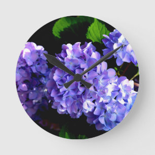 Blommigt av lila blåblomma, Periwinkle hydrangeas Rund Klocka