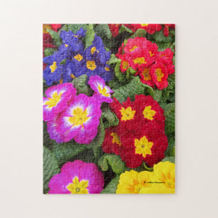 Blommigt av primulas, färgad, Springtime Pussel