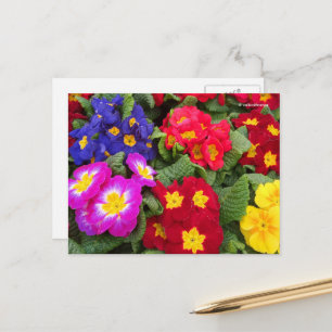 Blommigt av primulas, färgad, Springtime Vykort