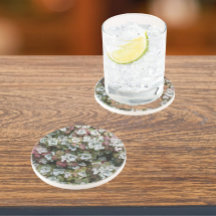 Blommigt av Sedum Spathulifolium Succulants