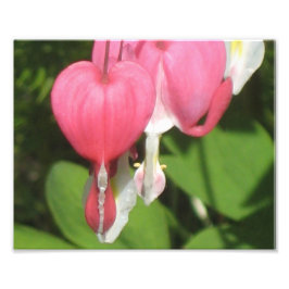 Blommigt Bleeding Heart Kodak Satin Photo Print Fototryck