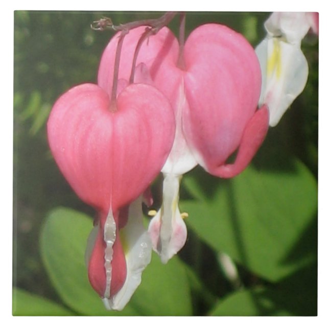 Blommigt Bleeding Heart - Large Ceramic Photo Tile Kakelplatta (Framsidan)