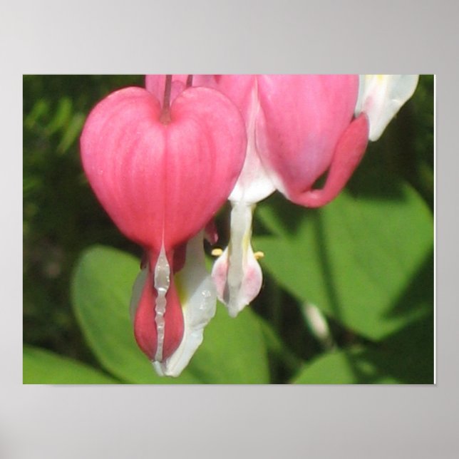 Blommigt Bleeding Heart Poster - Papper för projek (Framsidan)