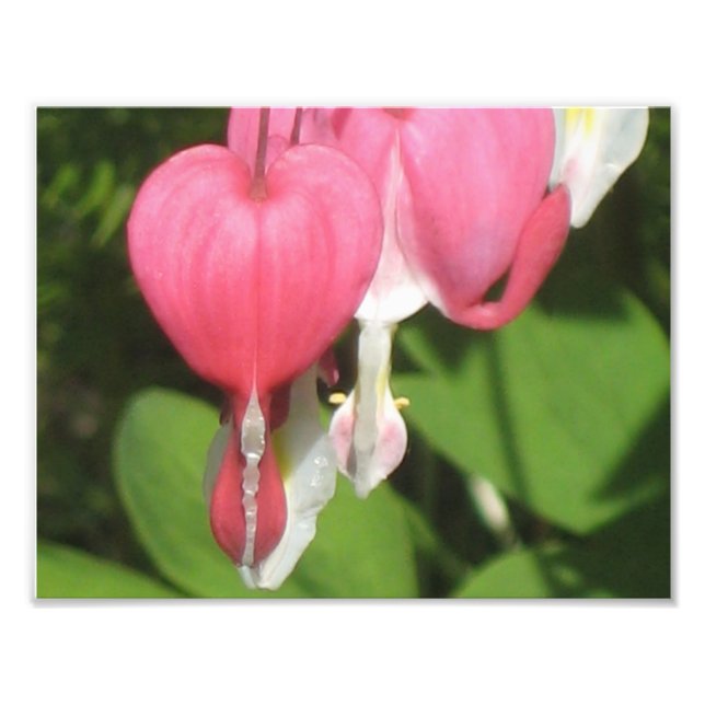 Blommigt Bleeding Heart Pro Kodak Satin Photo Prin Fototryck (Framsidan)