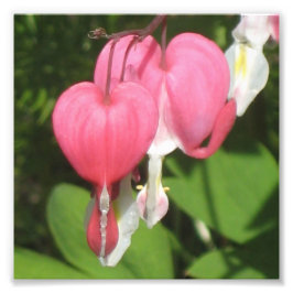 Blommigt Bleeding Heart Pro Kodak Satin Photo Prin Fototryck