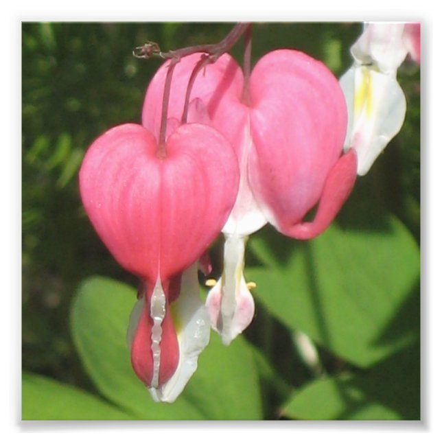 Blommigt Bleeding Heart Pro Kodak Satin Photo Prin Fototryck (Framsidan)