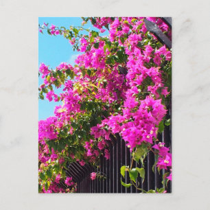 Blommigt Bougainvillea Cascade Vykort