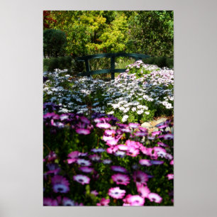 "Blommigt Bridge", afrikanska Daisy Poster