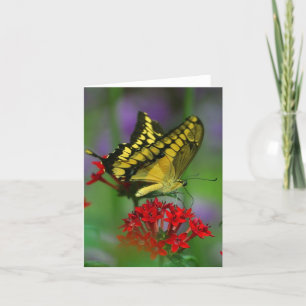 Blommigt Butterfly Kort