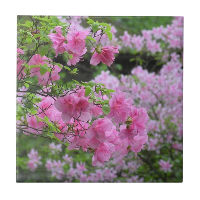 BLOMMIGT CERAMIC TILE/ ROSA AZALEAS KAKELPLATTA (Framsidan)