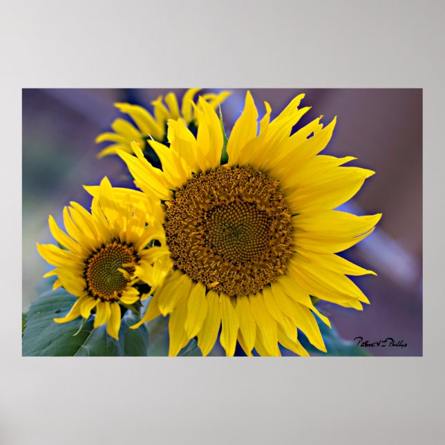 Blommigt Cluster Sunwers Close-Up Photograph Poster (Framsidan)
