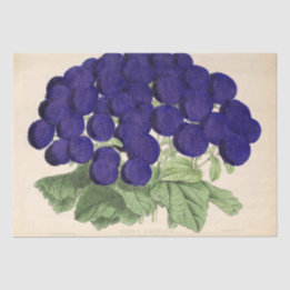 Blommigt Ephemera Decoupage Lila Fransk Flowers Ti