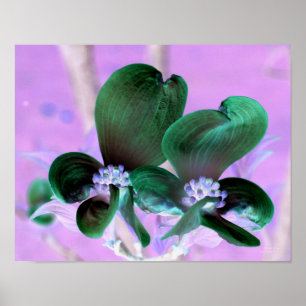 Blommigt för belysta Dogwood-Blommar Poster