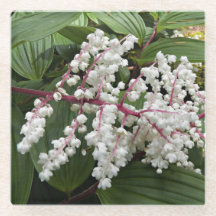 Blommigt för blommande av falsk solomons sälfabrik