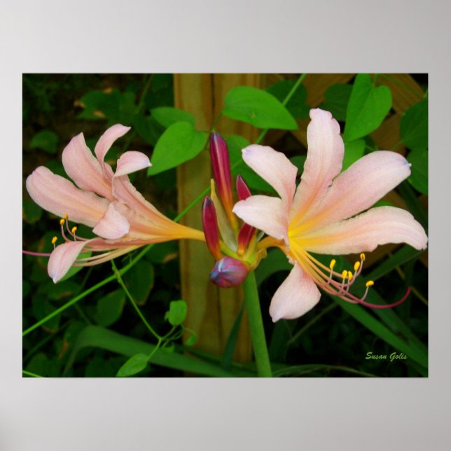 Blommigt för botaniskt Belladonna Rosa Lily Skriv  Poster (Framsidan)