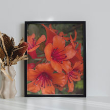 Blommigt för Bright Orange Rhododendron Blooms