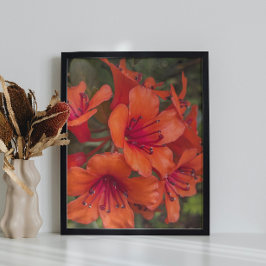 Blommigt för Bright Orange Rhododendron Blooms Fototryck