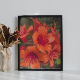 Blommigt för Bright Orange Rhododendron Blooms Fototryck