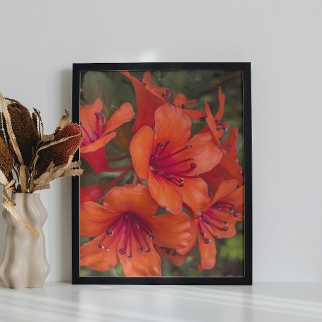 Blommigt för Bright Orange Rhododendron Blooms Fototryck (In Situ (Framed))