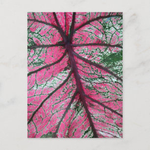 Blommigt för Caladium Red and Grönt Löv Photo Vykort