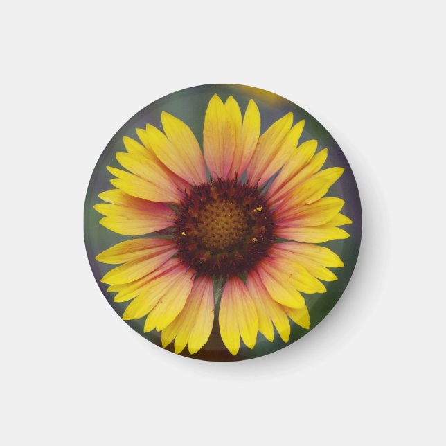 Blommigt för Daisy av  för tyst Gult Magnet (Framsidan)