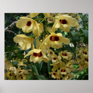 Blommigt för Elegant av gult och maronorchider Poster