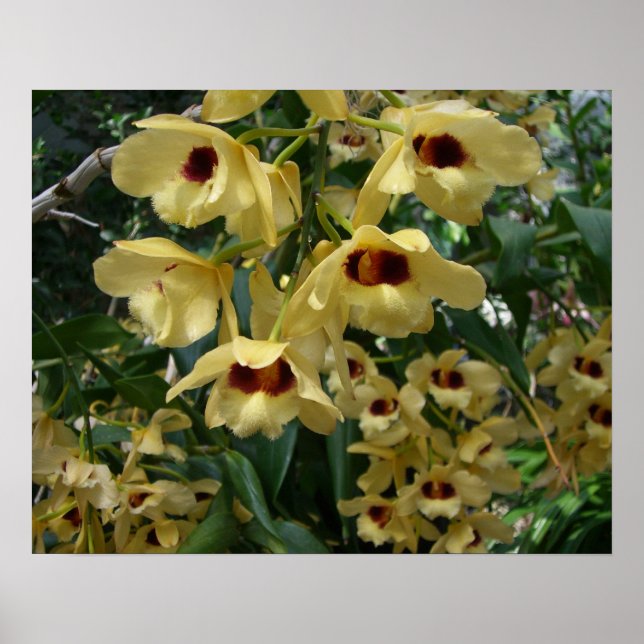 Blommigt för Elegant av gult och maronorchider Poster (Framsidan)