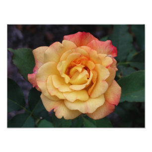 Blommigt för fred i Ro, vacker Rosa och Gult Fototryck