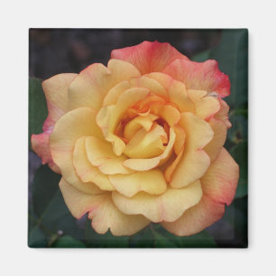 Blommigt för fred i Ro, vacker Rosa och Gult Magnet