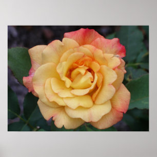 Blommigt för fred i Ro, vacker Rosa och Gult Poster