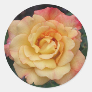 Blommigt för fred i Ro, vacker Rosa och Gult Runt Klistermärke